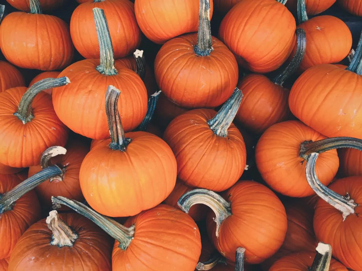 A pile of bright orange pumpkins with greenish-brown stems, closely arranged together.