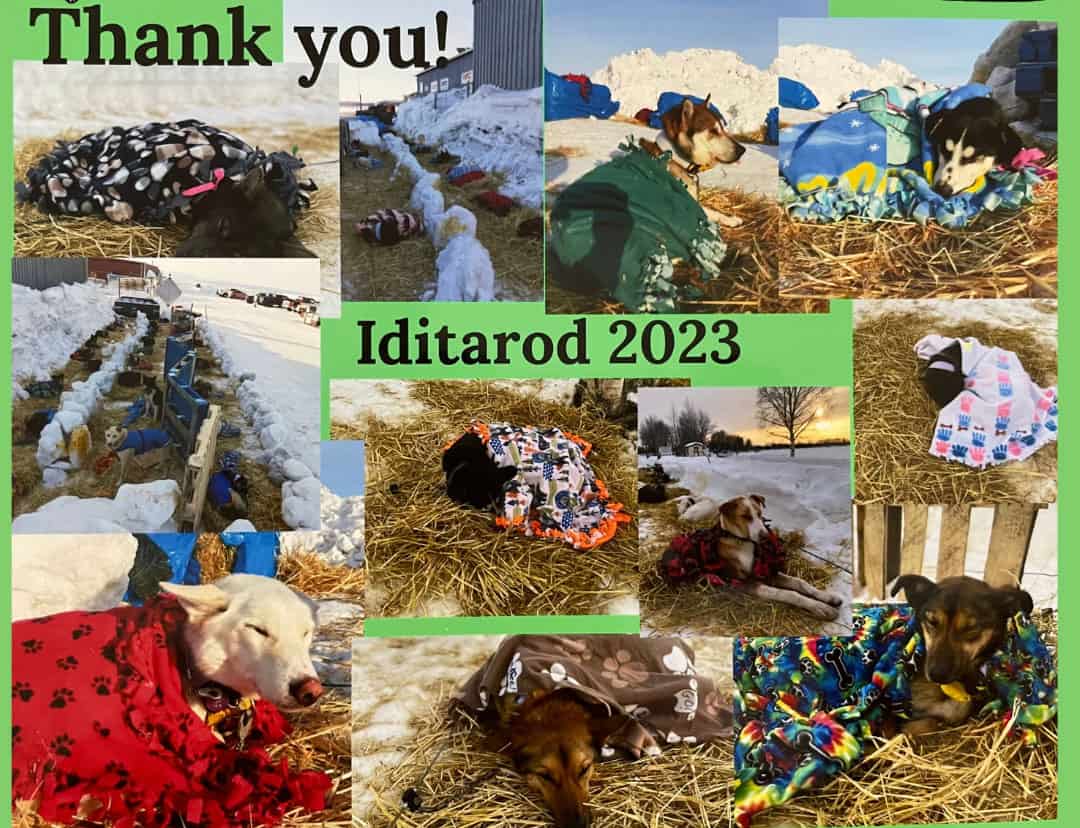 collage of iditarod photos